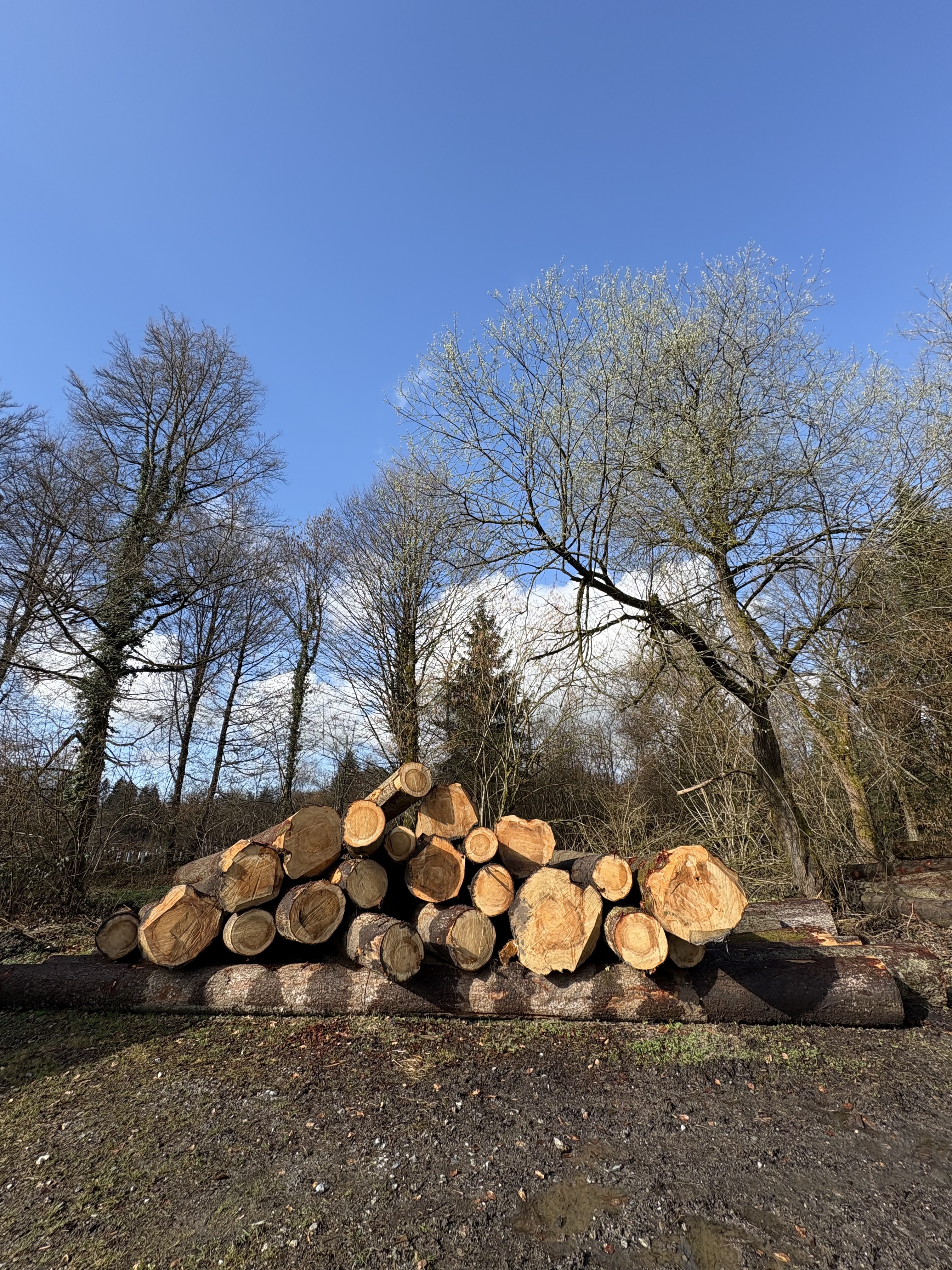 Holzlager Wald 1