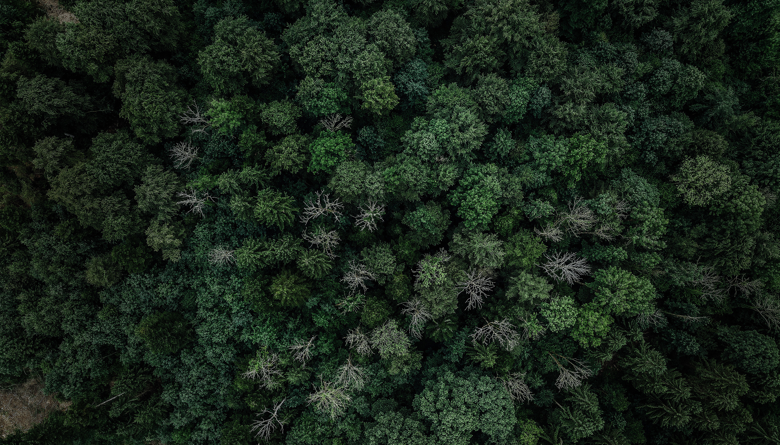 Forstwirtschaft 1 header neu