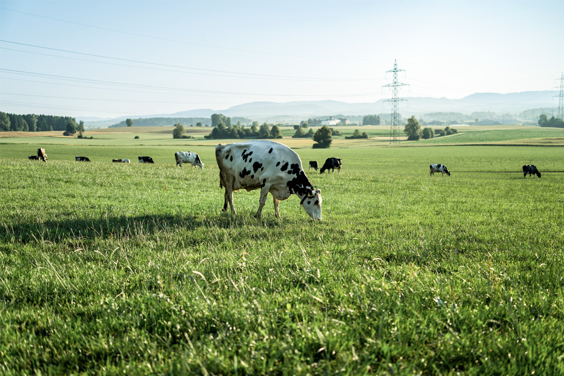 Landwirtschaft 4