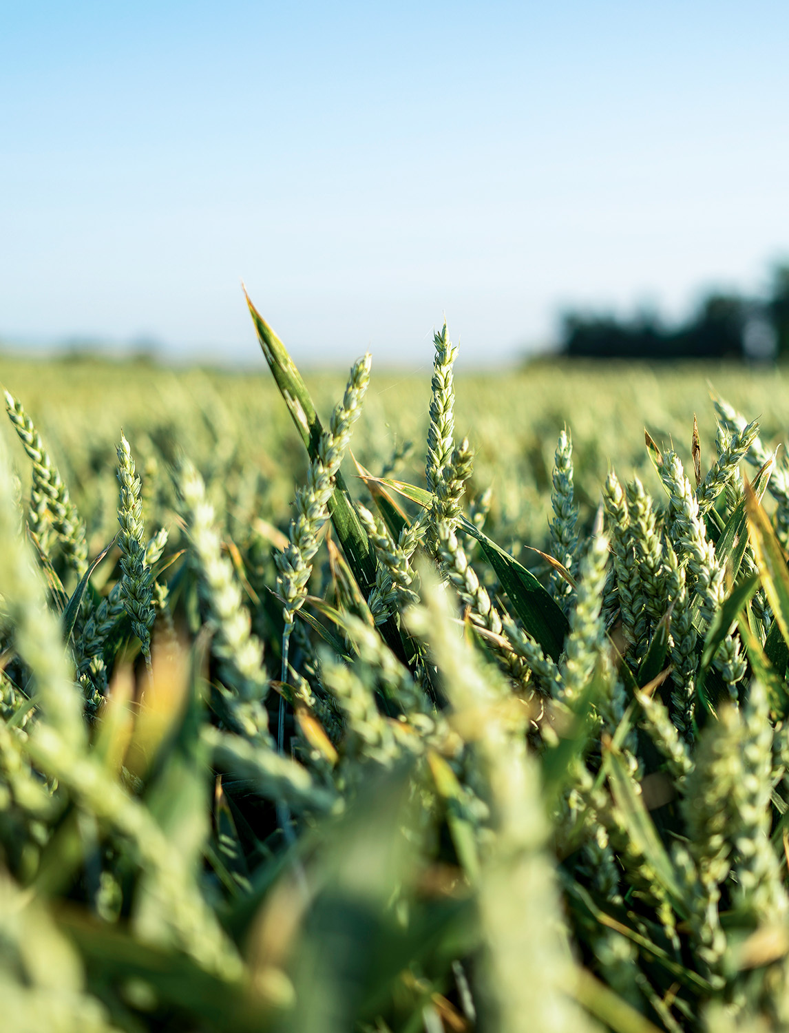 Landwirtschaft 5