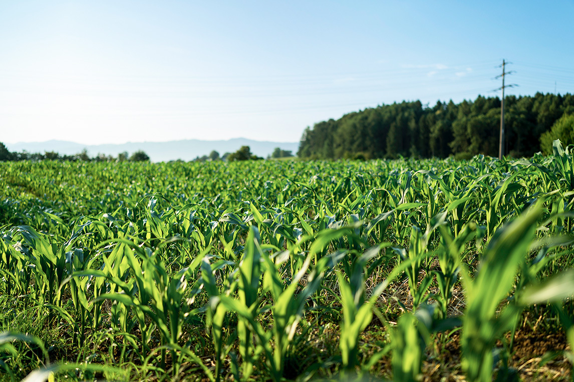 Landwirtschaft 7